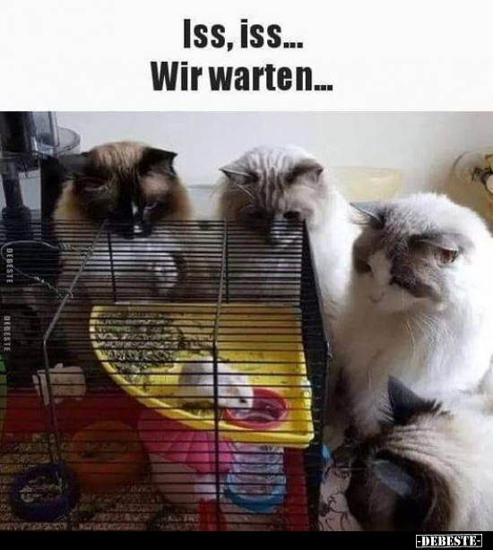 Iss, iss... Wir warten...