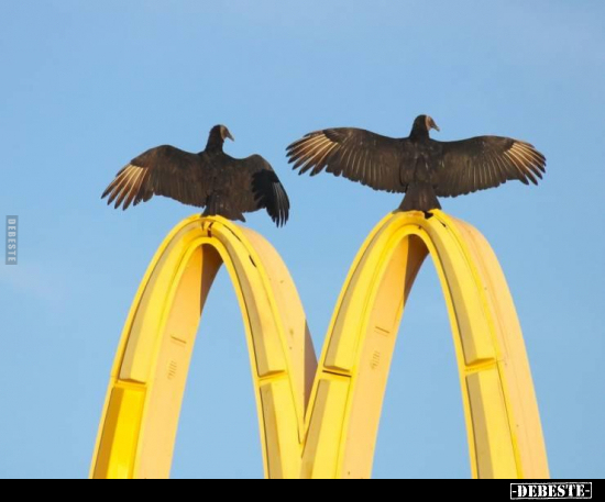  - Lustige Bilder | DEBESTE.de