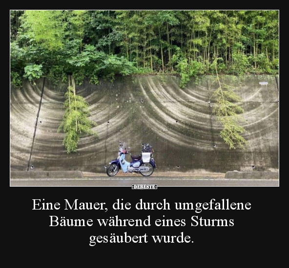Eine Mauer, die durch umgefallene Bäume während eines.. - Lustige Bilder | DEBESTE.de