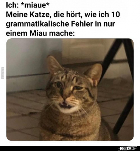 Der Freche Geist Die Beiden Katzen Kampfen Um Die Milch