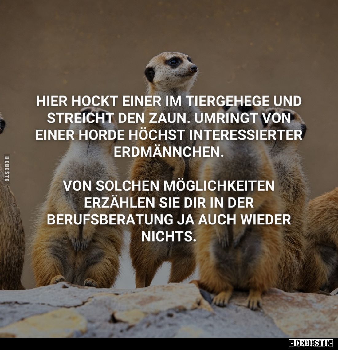 Hier hockt einer im Tiergehege und streicht den Zaun. Umringt von einer Horde höchstinteressierter Erdmännchen.

Von solche...