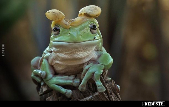  - Lustige Bilder | DEBESTE.de