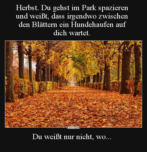 Herbst. Du gehst im Park spazieren und weißt, dass.. - Lustige Bilder | DEBESTE.de