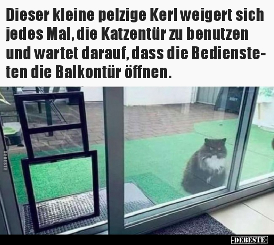 Dieser kleine pelzige Kerl weigert sich jedes Mal, die.. - Lustige Bilder | DEBESTE.de