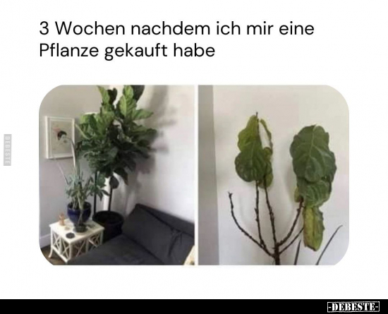 3 Wochen nachdem ich mir eine Pflanze gekauft habe... - Lustige Bilder | DEBESTE.de