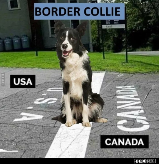 Border Collie.. - Lustige Bilder | DEBESTE.de