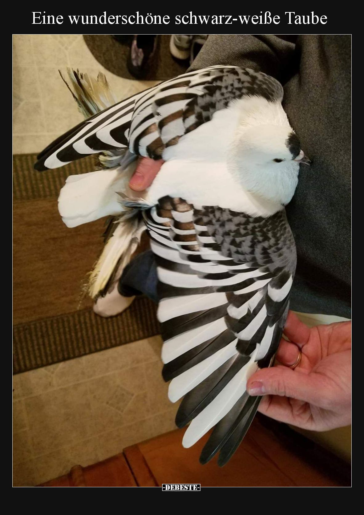Eine wunderschöne schwarz-weiße Taube
