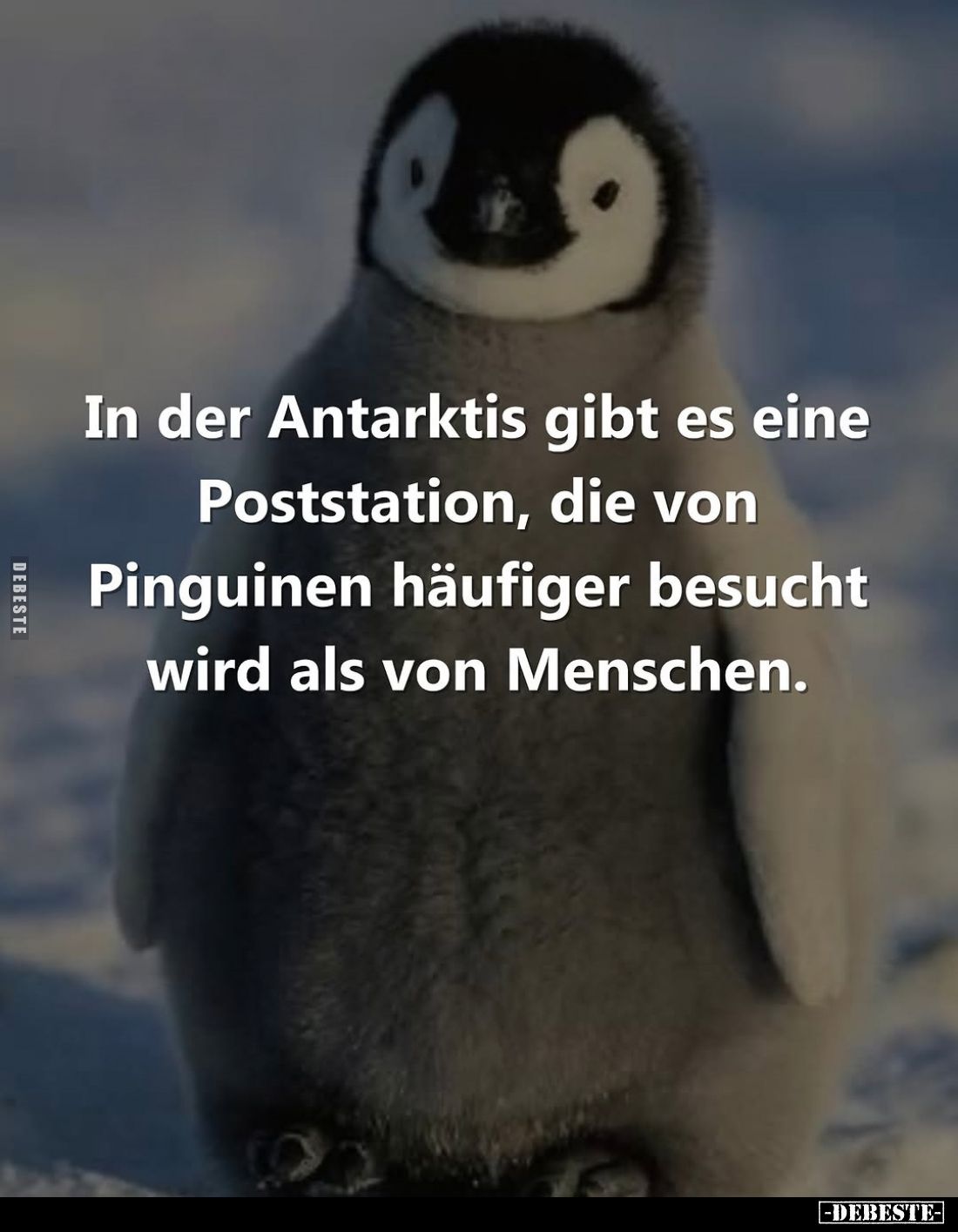 In der Antarktis gibt es eine Poststation, die von Pinguinen häufiger besucht wird als von Menschen.