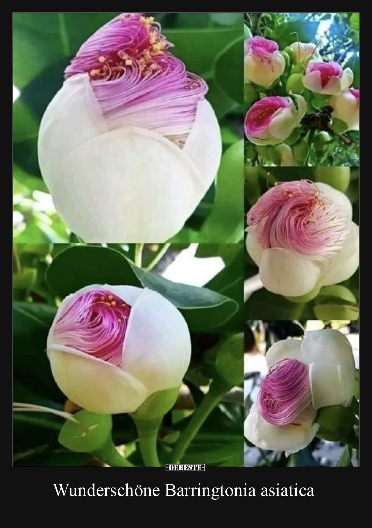 Wunderschöne Barringtonia asiatica