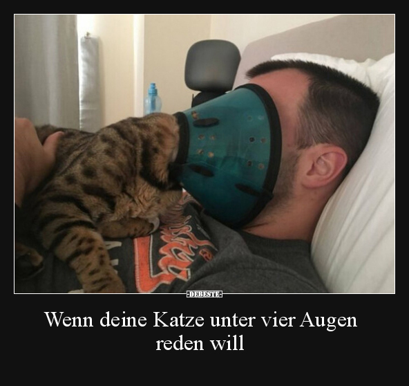 Wenn deine Katze unter vier Augen reden will.. - Lustige Bilder | DEBESTE.de