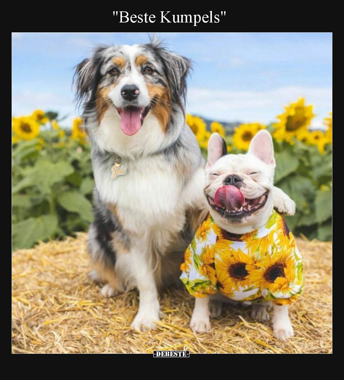 Beste Kumpels
