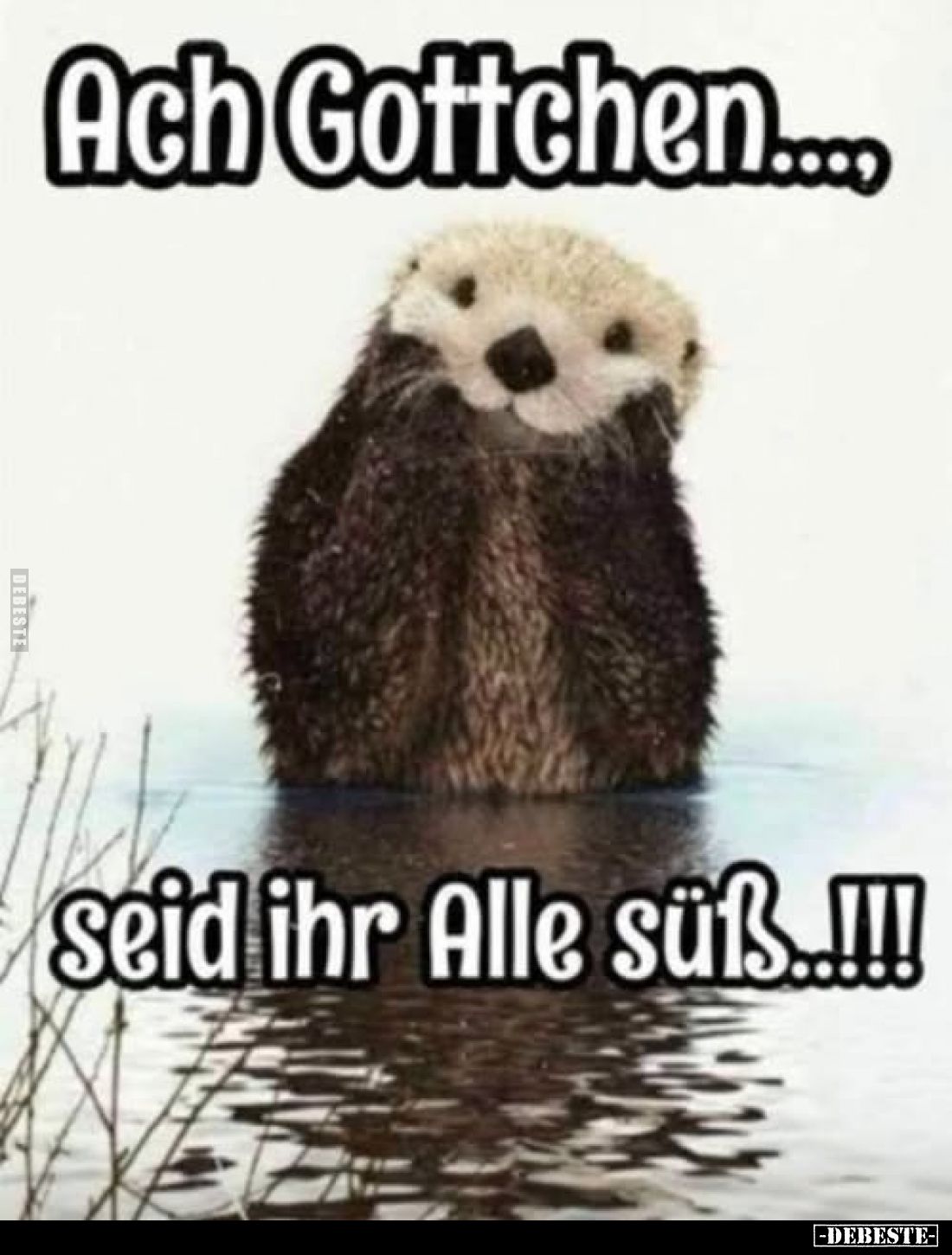 Ach Gottchen....
seid ihr Alle süß..!!!!