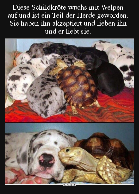 Diese Schildkröte wuchs mit Welpen auf und ist ein Teil der.. - Lustige Bilder | DEBESTE.de