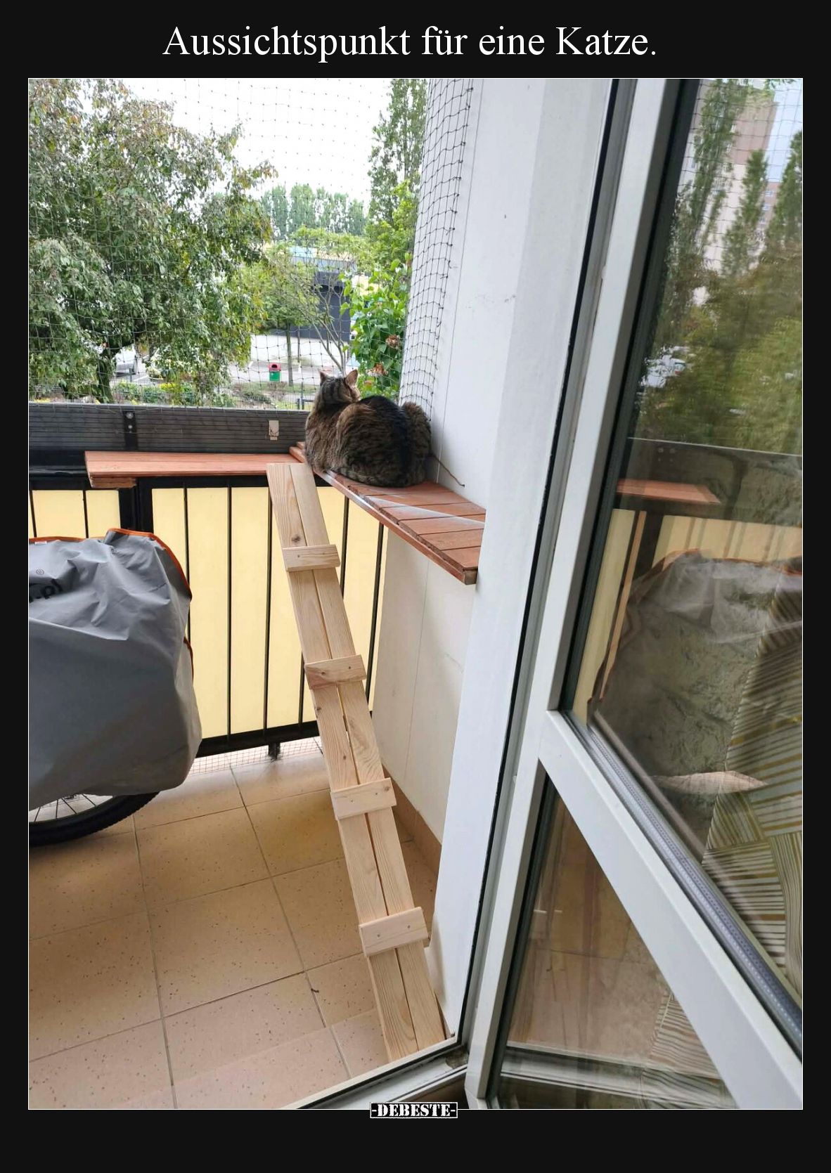 Aussichtspunkt für eine Katze.
