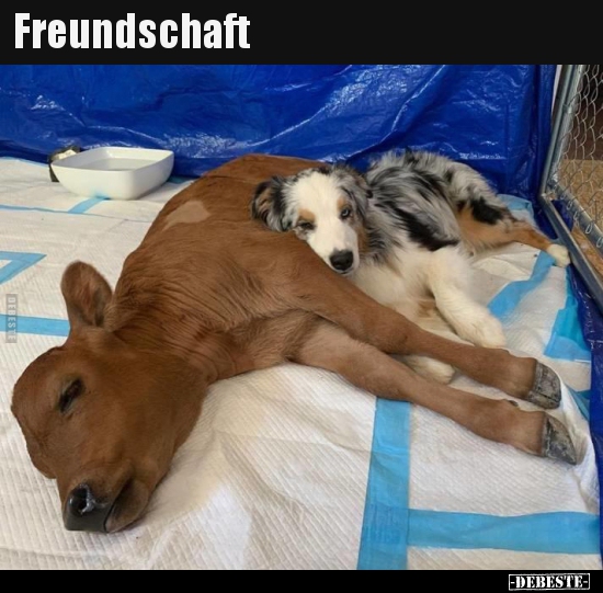 Freundschaft..