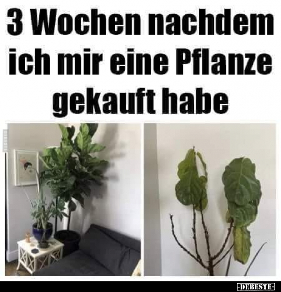 3 Wochen nachdem ich mir eine Pflanze gekauft habe.. - Lustige Bilder | DEBESTE.de