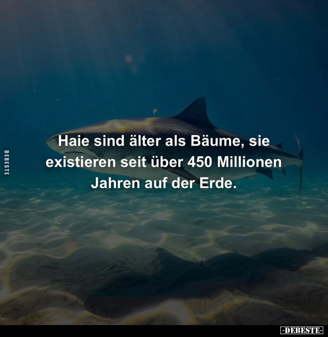 Haie sind älter als Bäume, sie existieren seit über 450 Millionen Jahren auf der Erde.