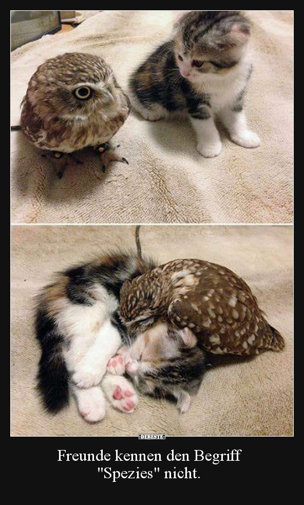 Freunde kennen den Begriff "Spezies" nicht...