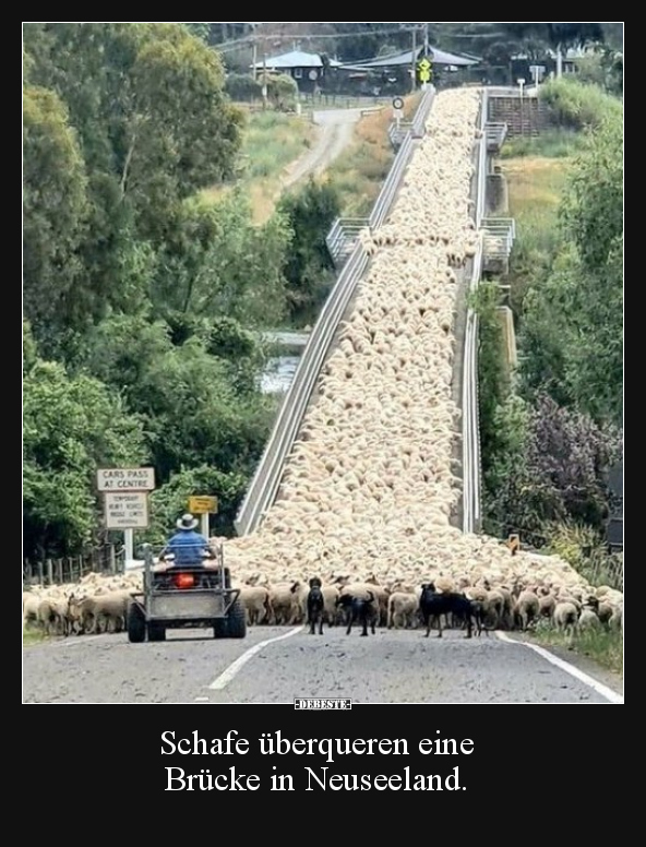 Schafe überqueren eine Brücke in Neuseeland... - Lustige Bilder | DEBESTE.de