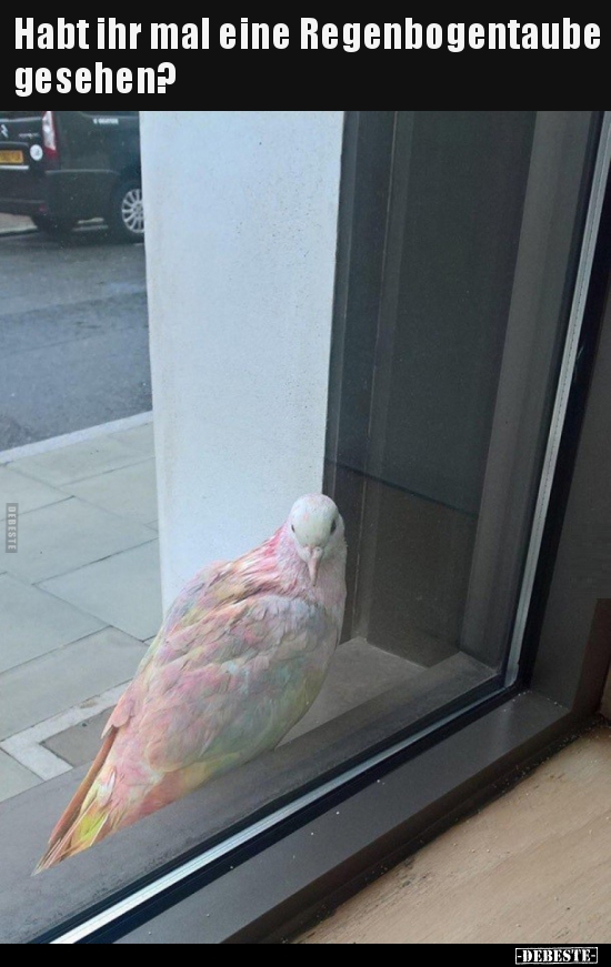 Habt ihr mal eine Regenbogentaube gesehen?..