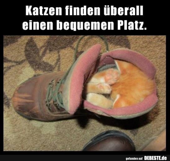 Katzen finden ünerall einen bequemen Platz.