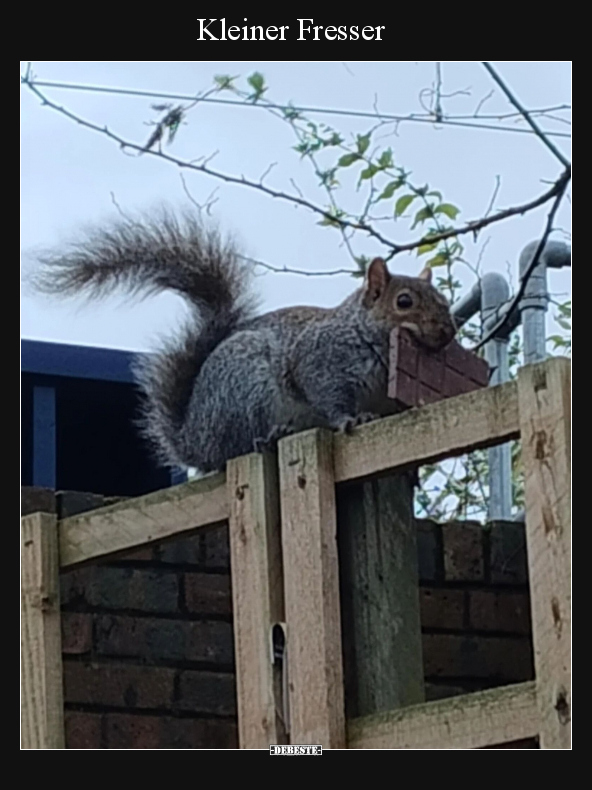 Kleiner Fresser