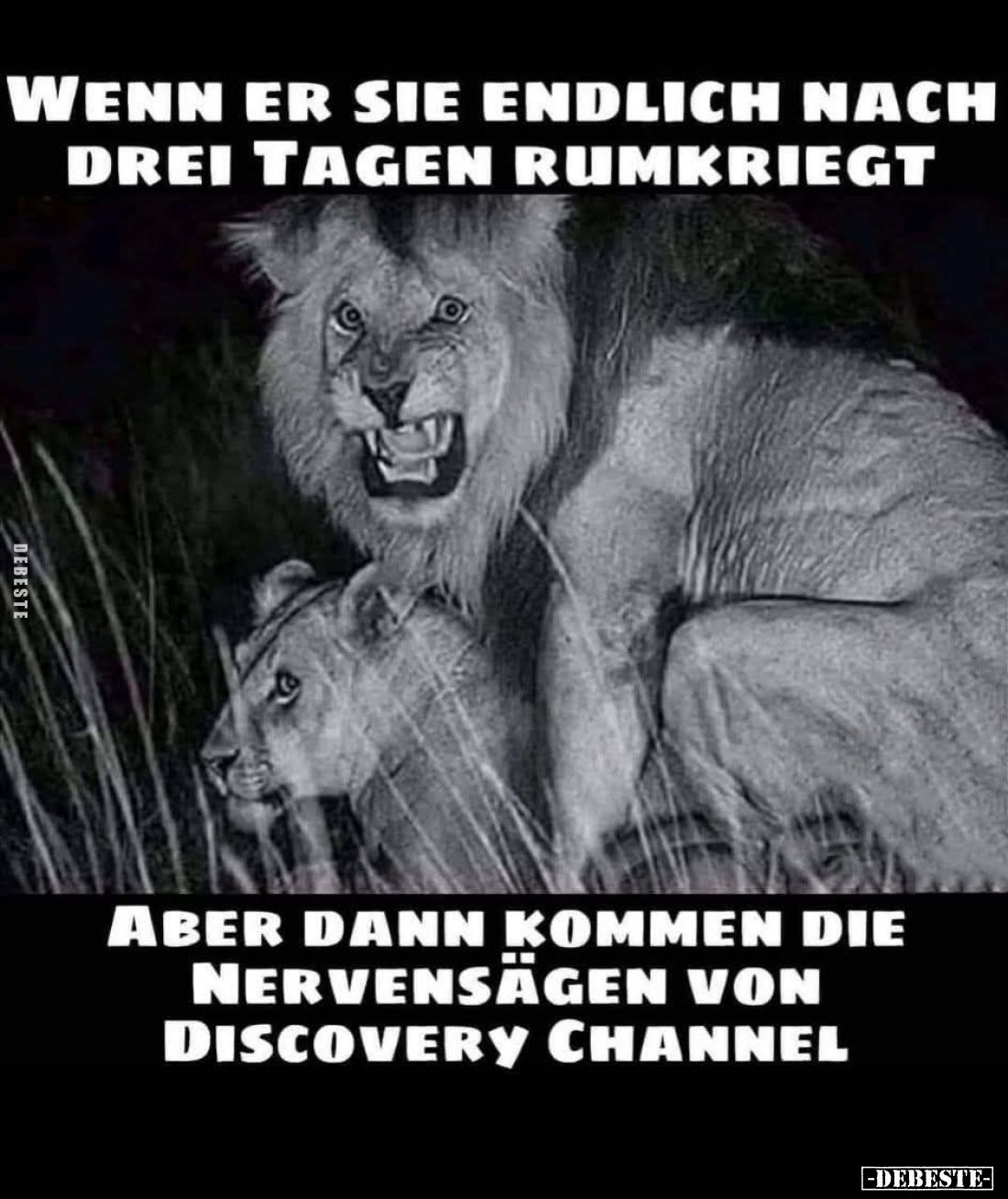 Wenn er sie endlich nach drei Tagen rumkriegt
aber dann kommen die Nervensägen von Discovery Channel.