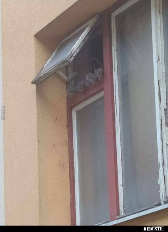  - Lustige Bilder | DEBESTE.de