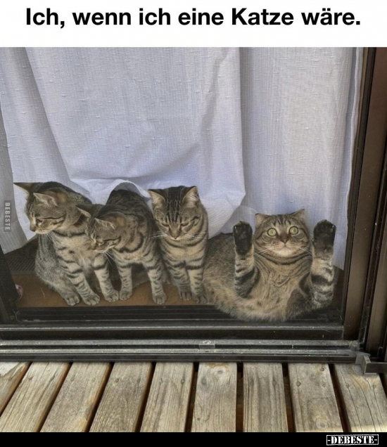 Ich, wenn ich eine Katze wäre... - Lustige Bilder | DEBESTE.de