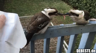 Die beiden haben so lange gekämpft, bis es kalt wurde..