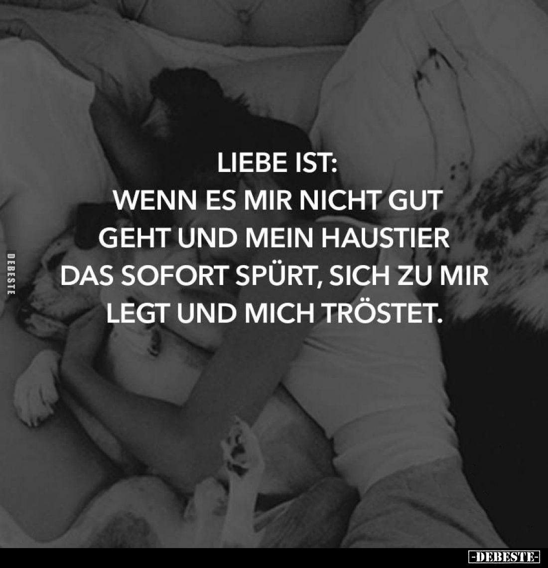 Liebe ist: Wenn es mir nicht gut geht und mein Haustier das sofort spürt, sich zu mir legt und mich tröstet.
