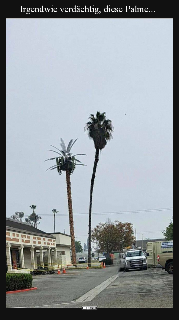 Etwas verdächtig diese Palme..