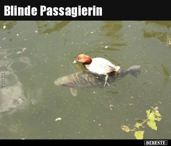Blinde Passagierin.. - Lustige Bilder | DEBESTE.de