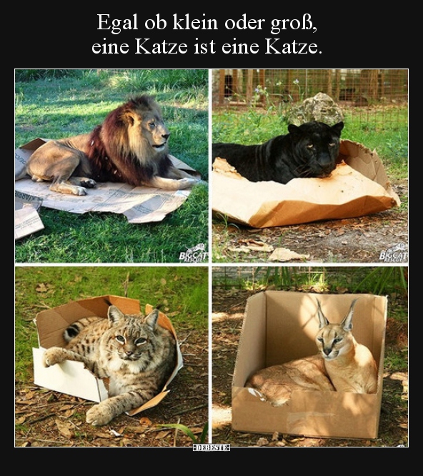 Katze, Egal, Groß, Klein