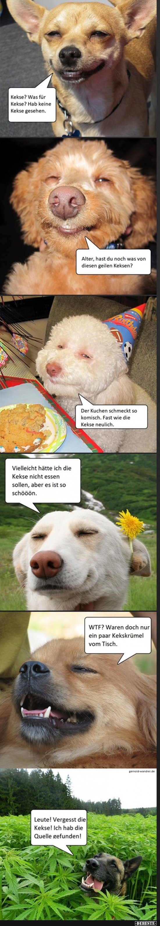 Hast du Kekse? - Lustige Bilder | DEBESTE.de