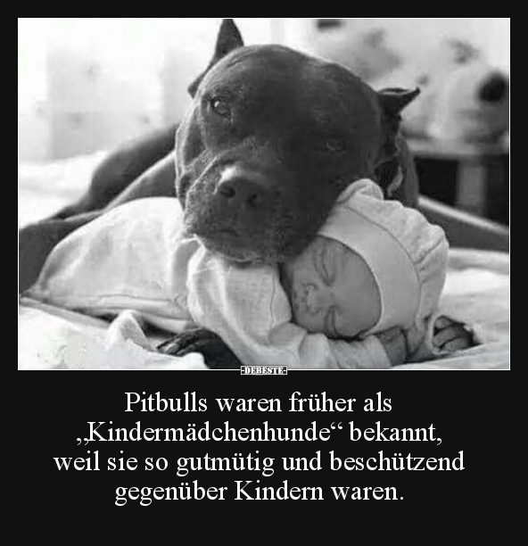 Pitbulls waren früher als "Kindermädchenhunde" bekannt.. - Lustige Bilder | DEBESTE.de
