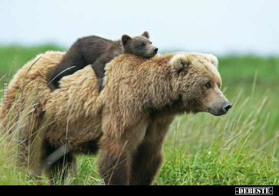  - Lustige Bilder | DEBESTE.de