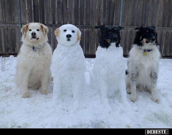 hunde lustig, schneemann