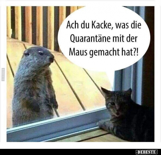 Ach du K*cke, was die Quarantäne mit der Maus gemacht.. - Lustige Bilder | DEBESTE.de