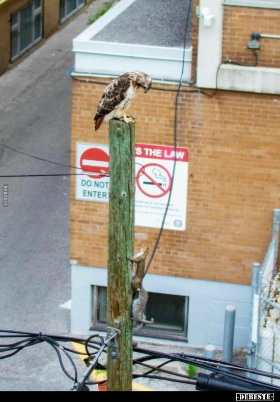  - Lustige Bilder | DEBESTE.de