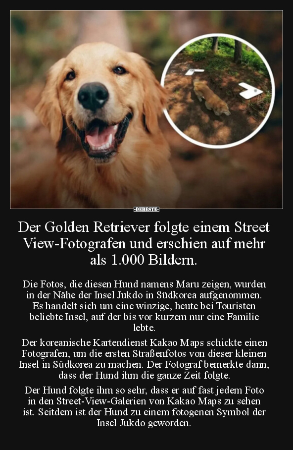 Der Golden Retriever folgte einem Street View-Fotografen.. - Lustige Bilder | DEBESTE.de