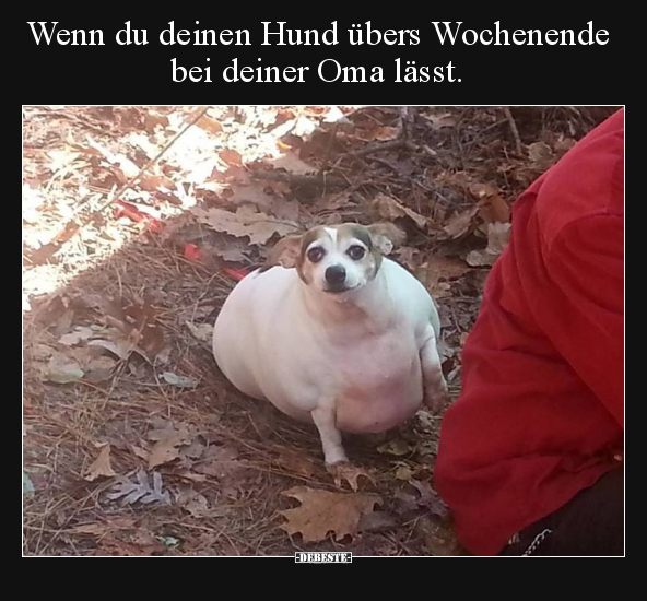 Wenn du deinen Hund übers Wochenende bei deiner Oma.. - Lustige Bilder | DEBESTE.de