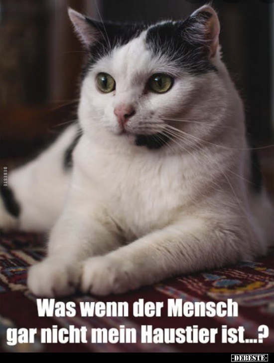 Was wenn der Mensch gar nicht mein Haustier ist...?.. - Lustige Bilder | DEBESTE.de