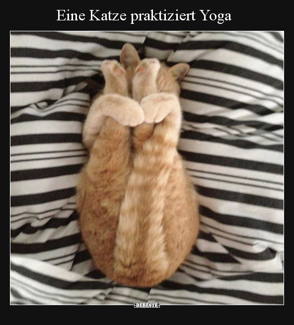 Eine Katze praktiziert Yoga.. - Lustige Bilder | DEBESTE.de