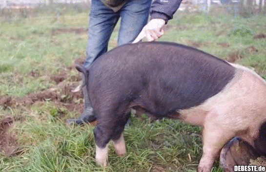 Schwänzchen gerade machen..