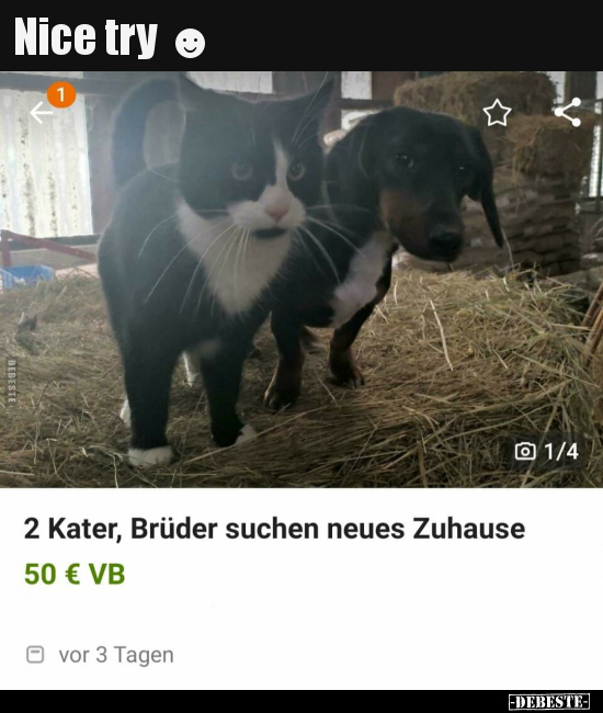 2 Kater, Brüder suchen neues Zuhause.. - Lustige Bilder | DEBESTE.de