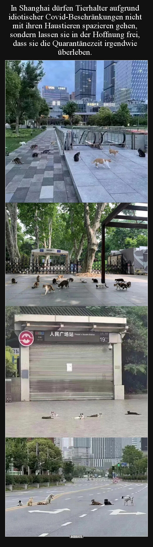 In Shanghai dürfen Tierhalter aufgrund idiotischer.. - Lustige Bilder | DEBESTE.de