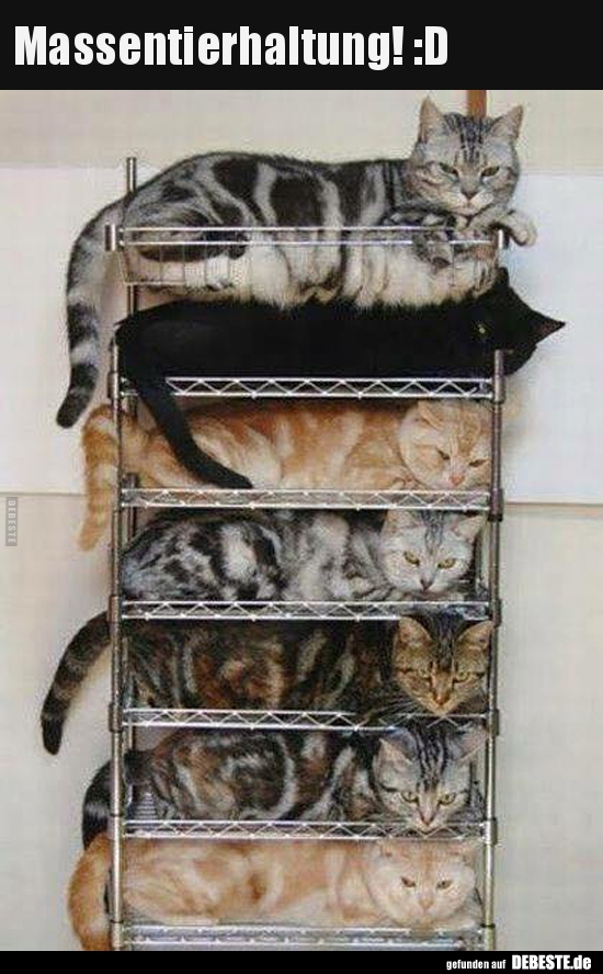 Massentierhaltung! :D
