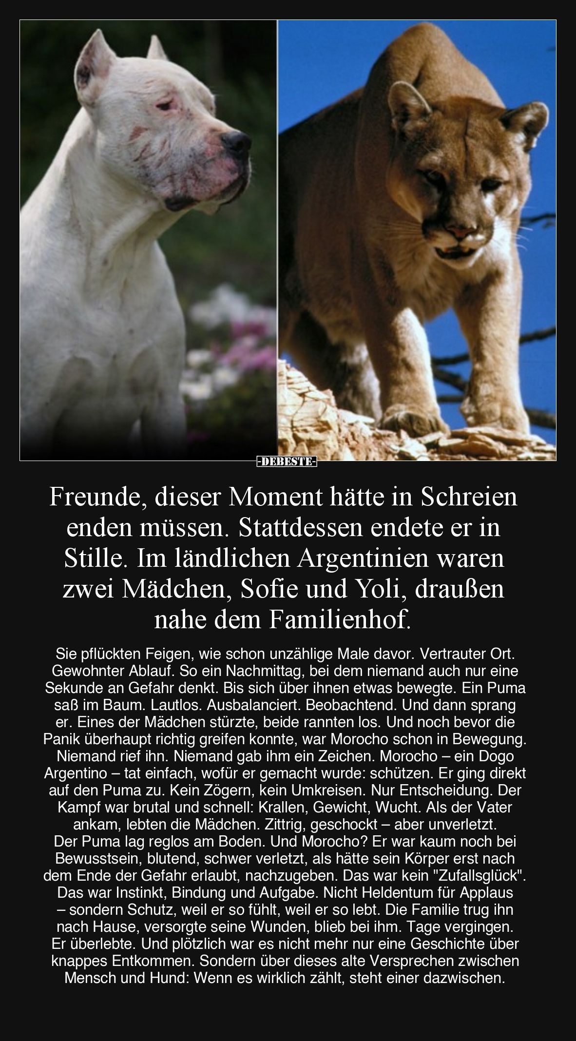 Freunde, dieser Moment hätte in Schreien enden müssen. Stattdessen endete er in Stille. Im ländlichen Argentinien waren zwei ...