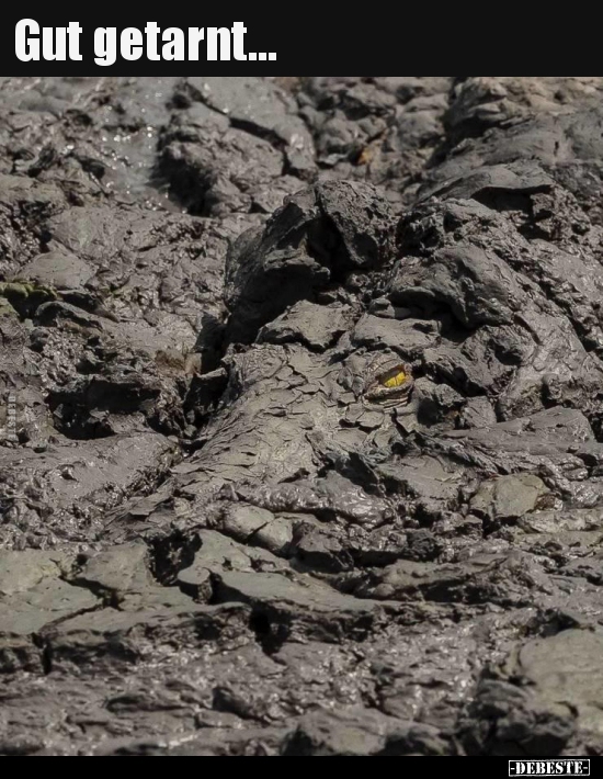 Gut getarnt...